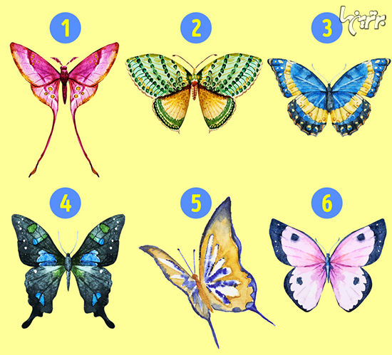شخصیت شناسی؛ کدام پروانه را انتخاب می‌کنید؟