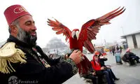 طوطی مشهورِ استانبول