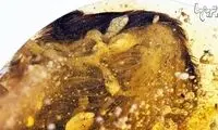 کشف بال پرنده چند میلیون ساله در کهربا