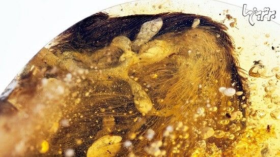 کشف بال پرنده چند میلیون ساله در کهربا