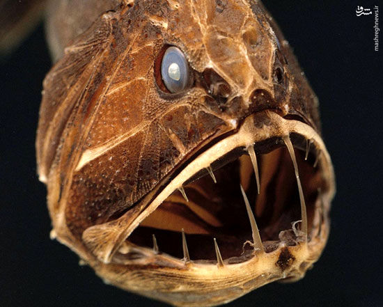 هیولایی به نام «ماهی دندان‌ نیش»