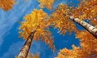 دریچه ای به شگفتی های فصل پـاییــز