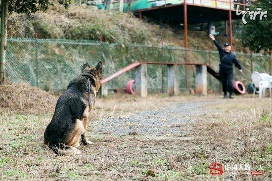 خانه‌ای در چین برای سگ‌های پلیس بازنشسته