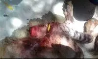 شکنجه بیرحمانه یک کفتار در رامهرمز +عکس