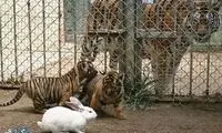 دوستی ببر و پلنگ با خرگوش! +عکس