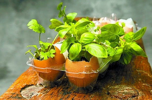 آموزش سبز کردن سبزه در پوسته تخم مرغ