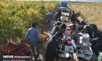 برداشت انار از مزارع شهرضا