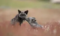 عکس روز نشنال جئوگرافیک؛ خانواده روباه