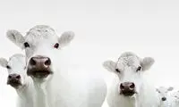 زیبایی ساده عکاسی انتزاعی