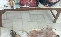 کشف ۱۰ لاشه آهو از مخفیگاه شکارچی متخلف