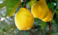 با این میوه، سرخوش شوید