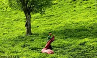 برداشت و فرآوری چای در لاهیجان +عکس