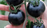 معجزه گوجه مشکی برای سلامتی +عکس