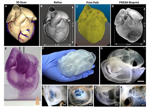 دانشمندان موفق به چاپ ۳بعدی قلب انسان شدند