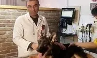 جراحی زیبایی حیوانات؛ از حرف تا واقعیت!