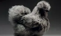 زیباترین مرغ و خروس‌هایی که تا به حال دیده اید