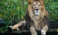 بازگشت شیر ایرانی به کشور پس از ۸۰سال