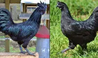 عکس: خروسی نادر با رنگی عجیب!