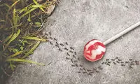 تبلیغ با مورچه هایی که آبنبات دوست ندارند!!