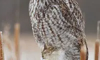 لحظه به لحظه با شکار جغد +عکس