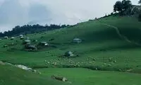 رویایی ترین جاده جنگلی ایران +عکس