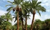 دستگیری عجیب یک متهم فراری با قطع درخت نخل!