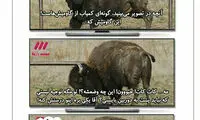 کاریکاتور: مشکل سانسور گاومیش حل شد!