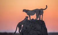 عکس روز نشنال جئوگرافیک؛ میزی برای سه نفر!