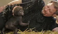 ۱۰ انسان مادر خوانده یک بچه گوریل! +عکس