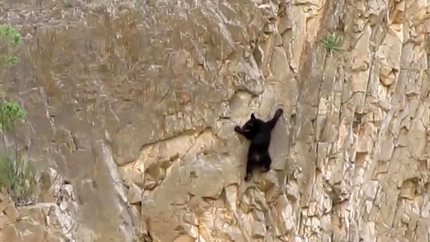 خرس‌های صخره نورد را دیده بودید؟