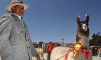 لاما، شتر بی کوهان آمریکایی! +عکس