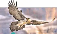 هما؛ پرنده اساطیری استخوان‌خوار سرزمین‌مان