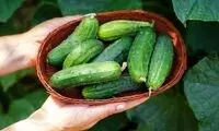 علائمی که نشان می‌دهد میوه‌ها و سبزیجات سمی هستند