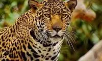 تصویری از تولد ۲ توله جگوار برای اولین بار در ایران 