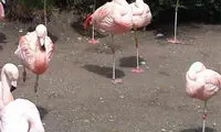 اردکی که فکر می‌کند فلامینگو است! +عکس
