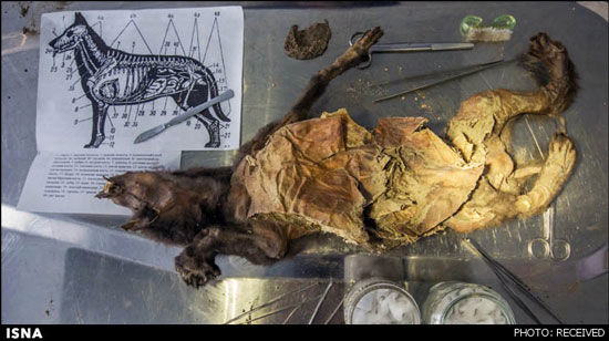 کشف سگ 12 هزار ساله در سیبری +عکس