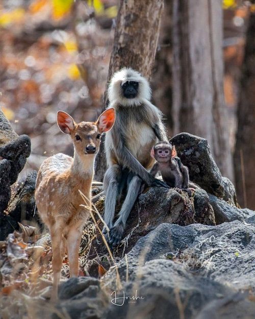 ژست جالب یک میمون و بچه‌آهو مقابل دوربین