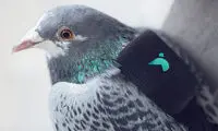 کنترل آلودگی هوا با کبوترها!
