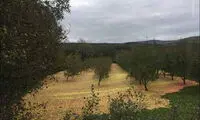 طوفانی که میوه‌ها را چید!