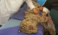 خوش‌شانسی عاملان مرگ پلنگ ایرانی در دادگاه
