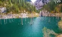 جنگلی غرق شده در دریاچه کیندی قزاقستان