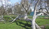 راز حیات درخت سیب 220 ساله +عکس