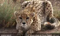 «یوزهای ایرانی» و معمای لقاح مصنوعی