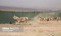 جزئیات دور جدید انتقال گورخر‌های ایرانی به سمنان