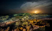 عکس روز نشنال جئوگرافیک؛ جواهرات زیر آب
