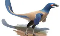 کشف فسیل پرنده‌ای به اندازه‌ی انسان