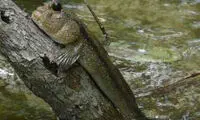 این ماهی عجیب به جای آب روی درخت زندگی میکند