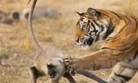 ضربه پنجه ببر غول‌پیکر به لنگور