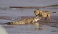 مبارزه بی‌رحمانه‌ سه شیر با یک تمساح در آب