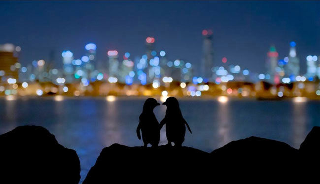 بهشت پنگوئن‌ها در عکس روز نشنال جئوگرافیک